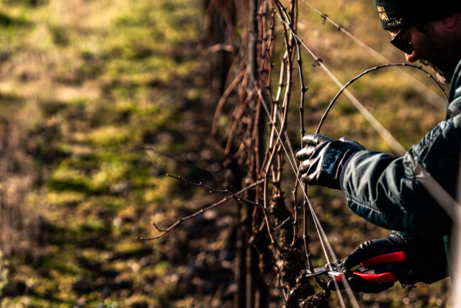Dettaglio di un Tecnico Potatore che Lavora su una Pianta di Vite a Cordone Speronato, Manifestando Maestria e Competenza nell'Arte della Potatura.