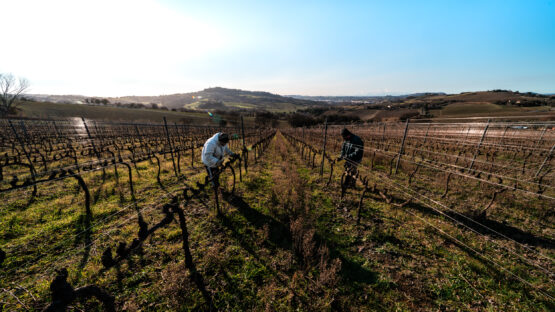 Vista Grandangolare con al Centro Due Tecnici Potatori al Lavoro, Un Momento Dinamico Che Rappresenta la Dedizione e la Precisione Nella Gestione del Vigneto.