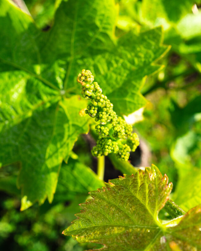 Grappolo in Evoluzione durante la Sua Fioritura, Un Ciclo Vitale Che Si Manifesta Attraverso la Bellezza e la Delicata Esplosione dei Fiori.