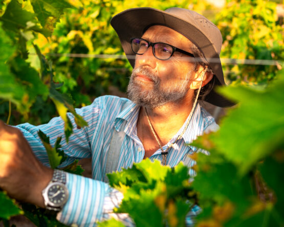 Ritratto di un Operatore Agricolo Mentre Interviene con Maestria durante la Potatura Verde, Un Momento di Competenza e Attività nell'Arco dell'Anno Agricolo.