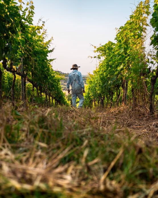 Operaio di un'Azienda Vitivinicola che Cammina con Determinazione tra i Filari, Un'Immagine che Riflette la Connessione Profonda tra il Lavoratore e il Vigneto.