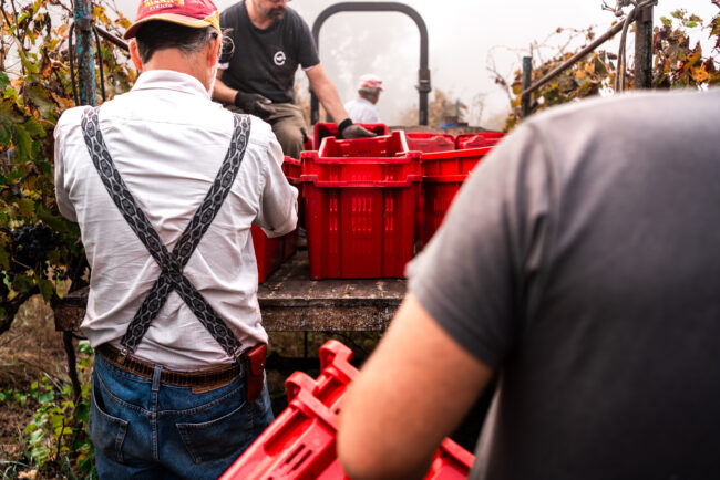 Momento di Collaborazione tra Operai, un'Immagine che Riflette l'Importanza del Lavoro di Squadra durante il Raccolto dell'Uva.