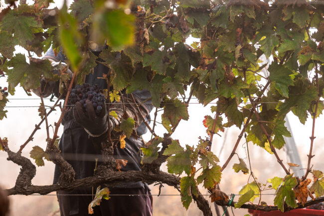 Potatore che Taglia un Grappolo d'Uva da una Pianta di Rosso Conero, Un Atto Meticoloso nell'Elaborazione del Vino.