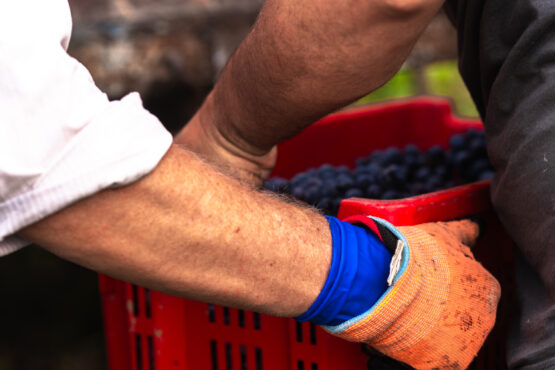 Dettaglio delle Braccia degli Operatori che Lavorano Durante la Vendemmia in un'Azienda Vitivinicola nelle Marche, Manifestando Impegno e Dedizione nel Processo di Raccolta dell'Uva.
