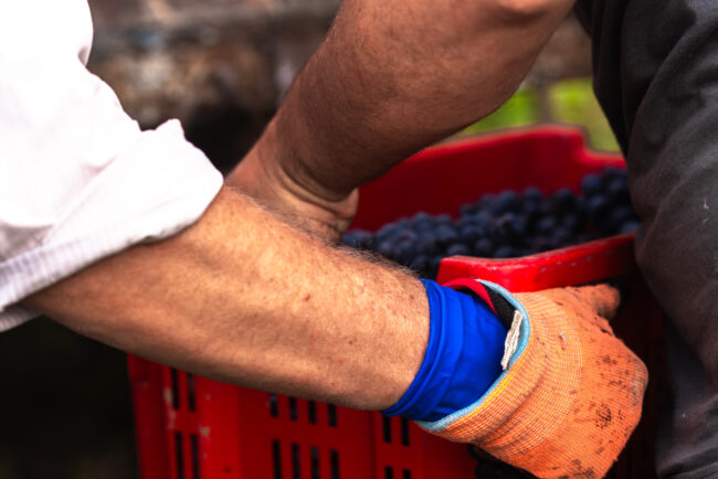 Dettaglio delle Braccia degli Operatori che Lavorano Durante la Vendemmia in un'Azienda Vitivinicola nelle Marche, Manifestando Impegno e Dedizione nel Processo di Raccolta dell'Uva.