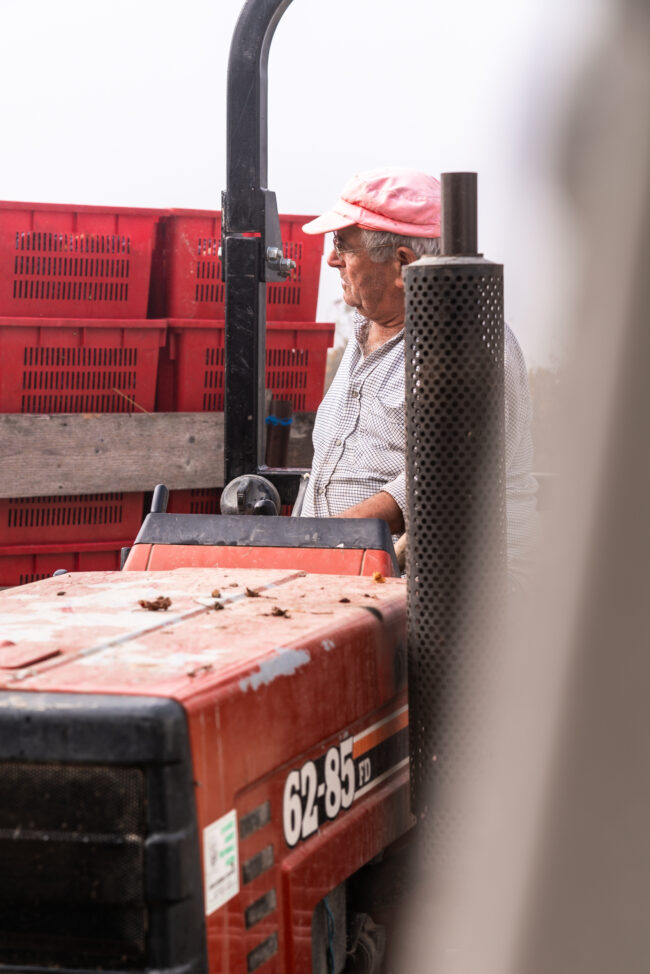 Dettaglio di Trattorista e Trattore durante il Raccolto dell'Uva, Un'Immagine che Racconta la Sinergia tra Uomo e Macchina nel Mondo Agricolo.