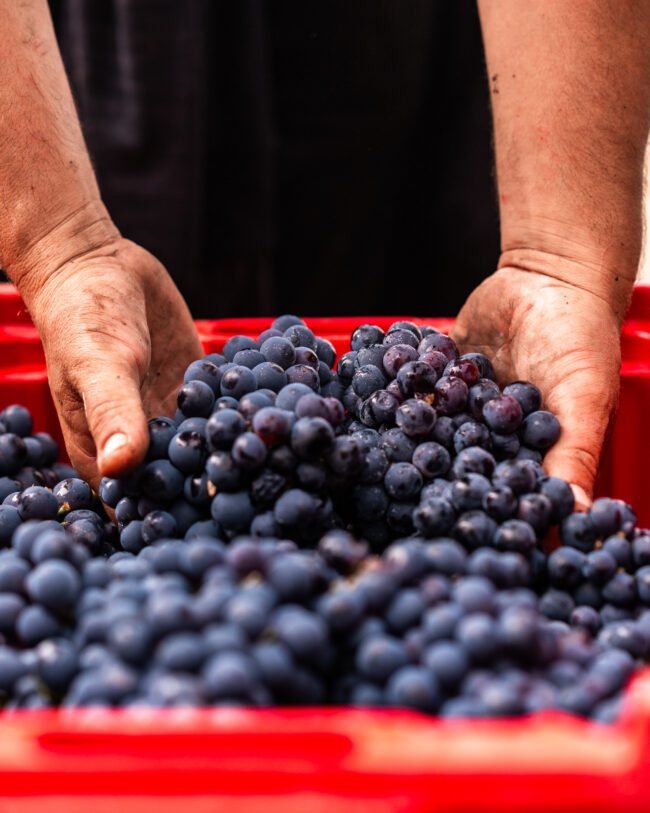 Dettaglio di Mani che Prendono Grappoli da una Cassetta durante la Vendemmia, Un Momento di Maestria nel Raccolto dell'Uva.