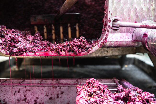 Atmosfera Intima nella Cantina Marchigiana, Un Momento Cruciale nell'Elaborazione della svinatura del Vino.