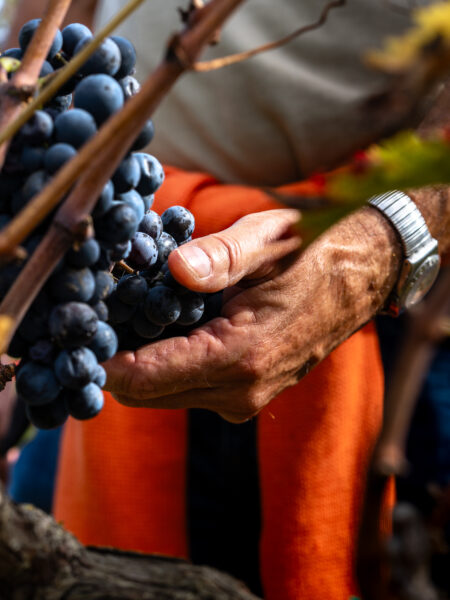 Mano in Primo Piano Tocca Delicatamente un Grappolo Rosso sulla Pianta
