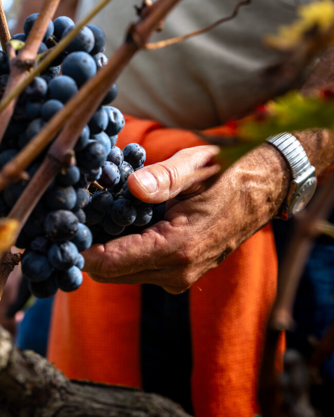Mano in Primo Piano Tocca Delicatamente un Grappolo Rosso sulla Pianta