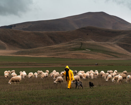 Ritratto di un pastore con le sue pecore e cani tra le maestose montagne di Castelluccio.
