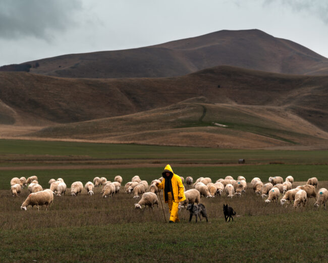 Ritratto di un pastore con le sue pecore e cani tra le maestose montagne di Castelluccio.