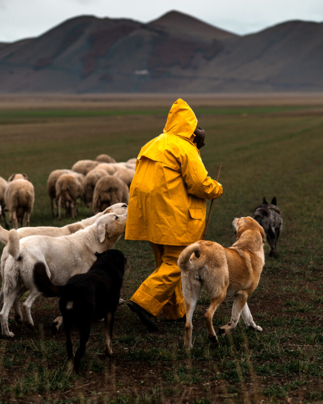 Pastore con impermeabile giallo visto di spalle, si allontana con i suoi cani verso il suo gregge.