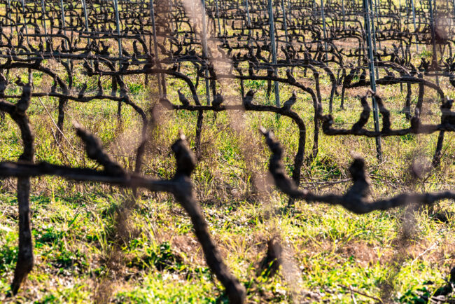 Paesaggio Appena Potato di un Vigneto a Cordone Speronato, Catturando la Semplicità e la Bellezza della Gestione Agricola di una azienda nelle Marche