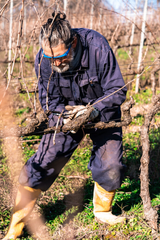 Ritratto di un Operaio Agricolo Durante una Sessione di Potatura Secca, Un Momento di Attività Meticolosa nella Gestione del Vigneto.