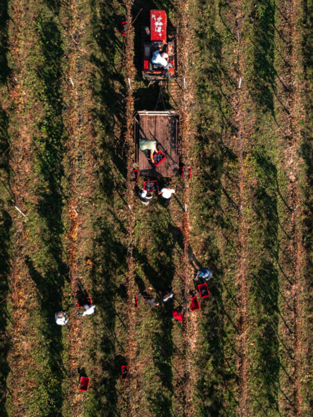 Vendemmia Aerea: Ragazzi che Caricano Cassette, Tagliano Grappoli e Trattore Pronto a Trasportare l'Uva. Vista Incantevole e Operativa con il Drone durante il Raccolto.