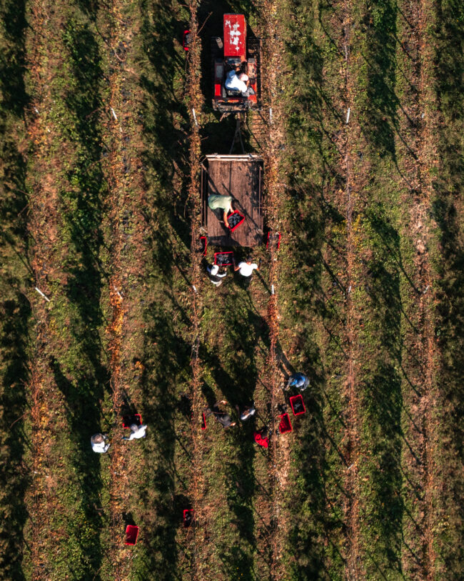Vendemmia Aerea: Ragazzi che Caricano Cassette, Tagliano Grappoli e Trattore Pronto a Trasportare l'Uva. Vista Incantevole e Operativa con il Drone durante il Raccolto.